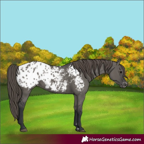 Horse Color:Grullo Appaloosa 
