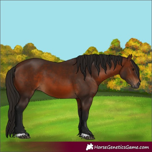 Horse Color:Gray Bay 