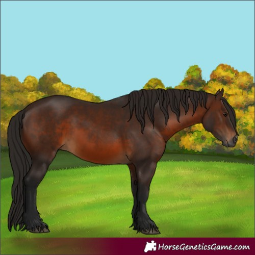 Horse Color:Gray Bay 