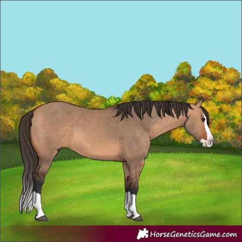 Horse Color:Bay Dun Splash