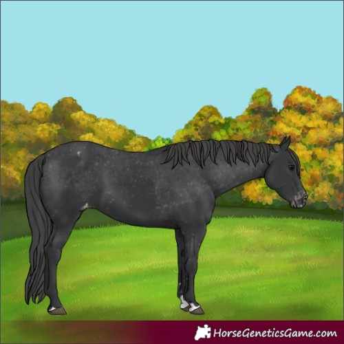 Horse Color:Black Appaloosa 