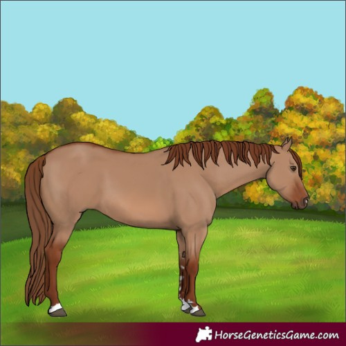 Horse Color:Red Dun 