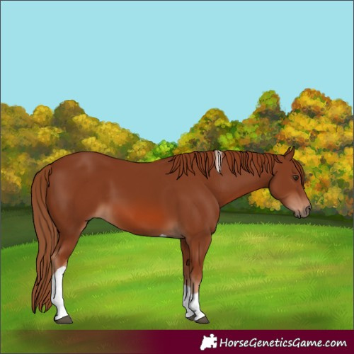 Horse Color:Chestnut Tobiano 