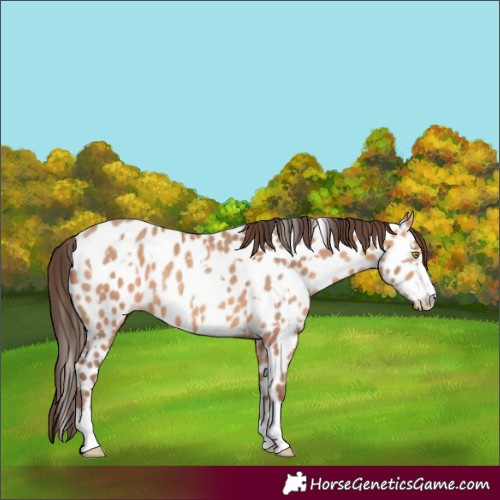 Horse Color:Amber Champagne Appaloosa  and Amber Champagne Appaloosa 