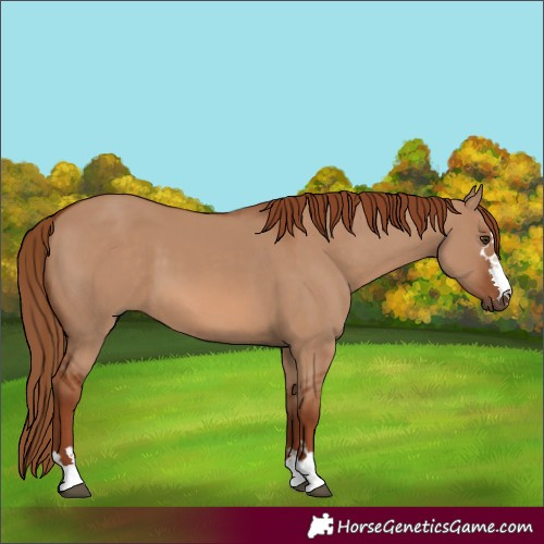 Horse Color:Red Dun 