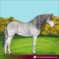Horse Color:White Spotted Blue Roan Rabicano and White Spotted Silver Blue Roan Rabicano