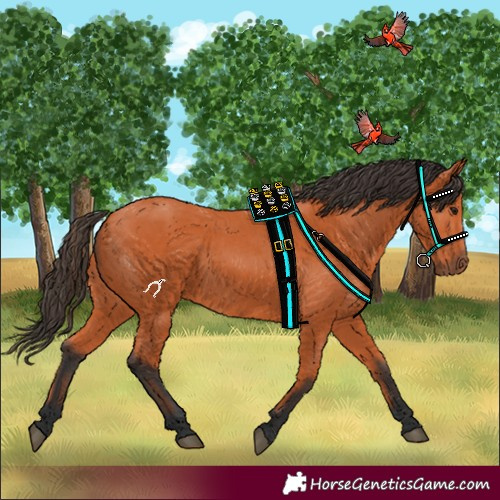 Horse Color:Bay 