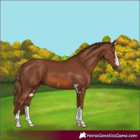 Horse Color:Chestnut 