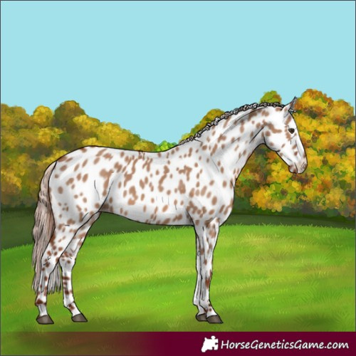 Horse Color:Red Dun Leopard 
