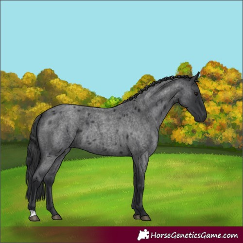 Horse Color:Blue Roan 