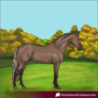 Horse Color:Liver Red Dun 