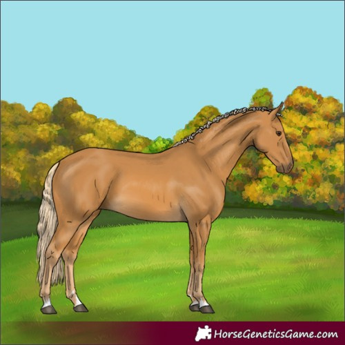 Horse Color:Palomino 