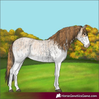 Horse Color:White Spotted Blue Roan Rabicano  and White Spotted Red Roan Rabicano 