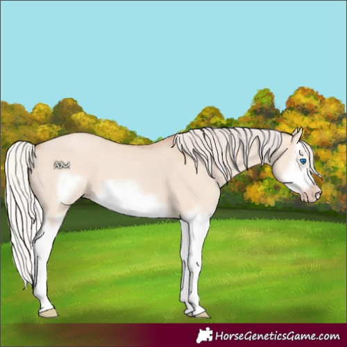 Horse Color:Silver Classic Champagne Dun Splash Frame 