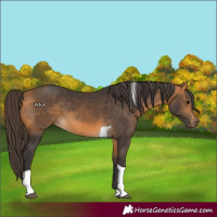 Horse Color:Buckskin Tobiano 