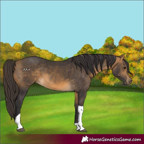 Horse Color:Buckskin Tobiano 