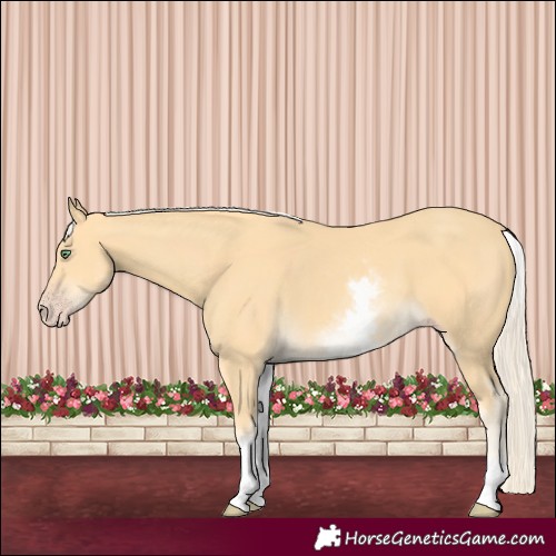Horse Color:White Spotted Gold Cream Champagne 