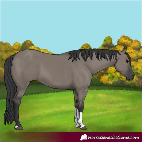 Horse Color:Grullo Tobiano