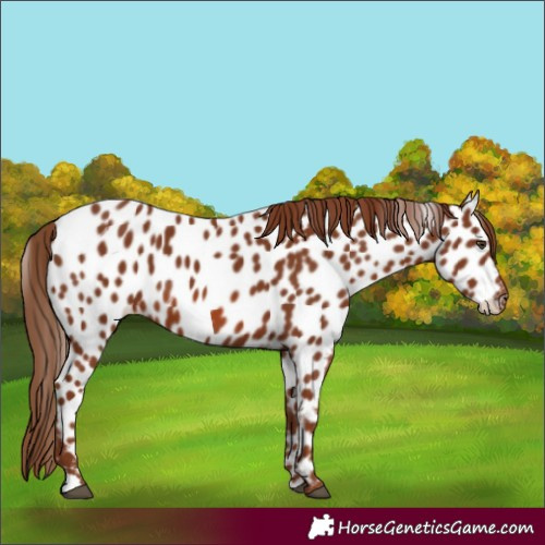 Horse Color:Chestnut Appaloosa 