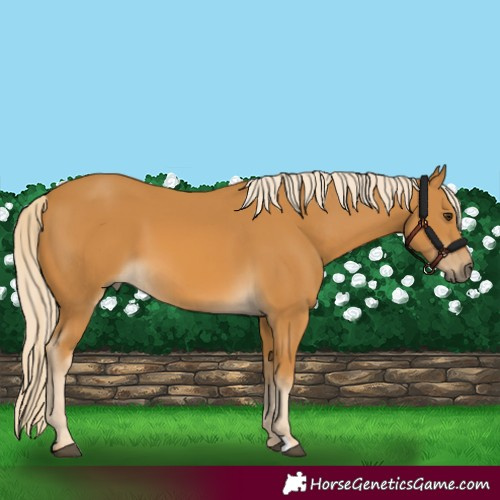 Horse Color:Palomino 