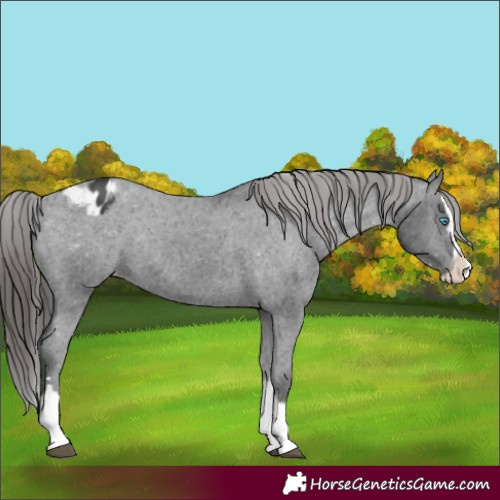 Horse Color:Black Splash Appaloosa Rabicano