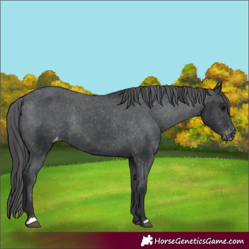 Horse Color:Black Appaloosa Rabicano 