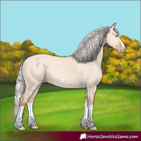 Horse Color:Silver Classic Champagne Dun Splash Frame 
