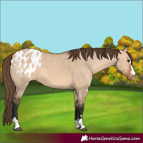 Horse Color:Bay Dun Appaloosa 
