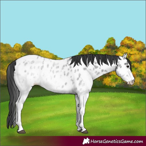 Horse Color:White Spotted Blue Roan Appaloosa Rabicano  and White Spotted Blue Roan Appaloosa Rabicano 