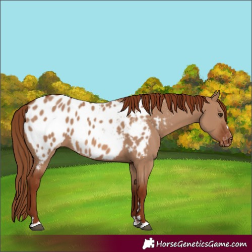 Horse Color:Red Dun Appaloosa
