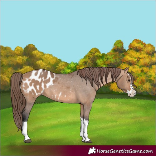 Horse Color:Bay Dun Splash Appaloosa 