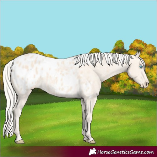 Horse Color:Cremello Appaloosa 