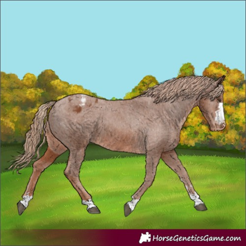 Horse Color:Chestnut Appaloosa 