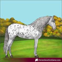 Horse Color:Black Appaloosa 