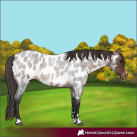 Horse Color:Brown Roan Near Leopard 