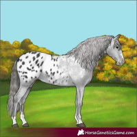 Horse Color:Black Appaloosa 