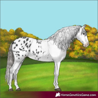 Horse Color:Black Appaloosa