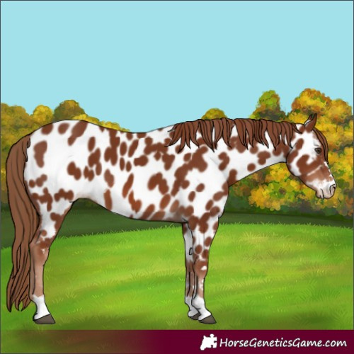 Horse Color:Chestnut Appaloosa 