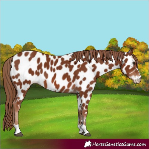 Horse Color:Chestnut Appaloosa 