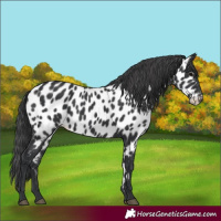 Horse Color:Black Near Leopard 