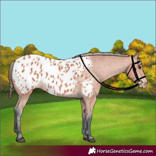 Horse Color:Bay Appaloosa 