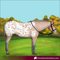 Horse Color:Bay Appaloosa 