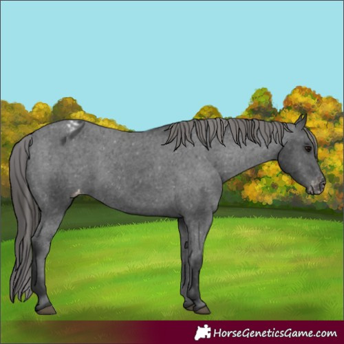Horse Color:Black Appaloosa 
