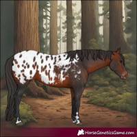 Horse Color:Bay Appaloosa 