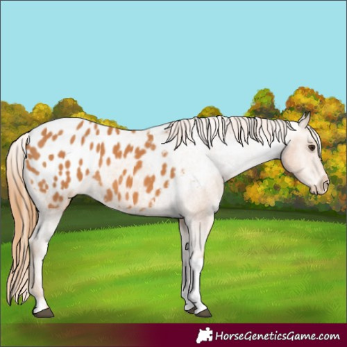 Horse Color:Chestnut Tobiano Appaloosa 