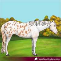 Horse Color:Chestnut Tobiano Appaloosa 