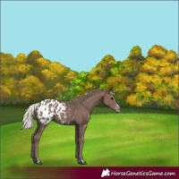 Horse Color:Silver Black Blanket 