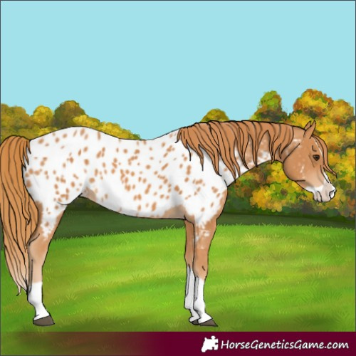 Horse Color:Chestnut Splash Appaloosa 