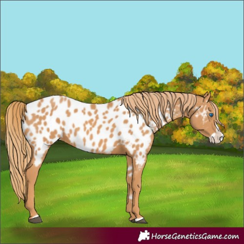 Horse Color:Chestnut Splash Near Leopard 