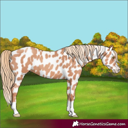 Horse Color:Gold Champagne Splash Appaloosa 